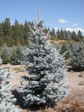 Colorado Spruce